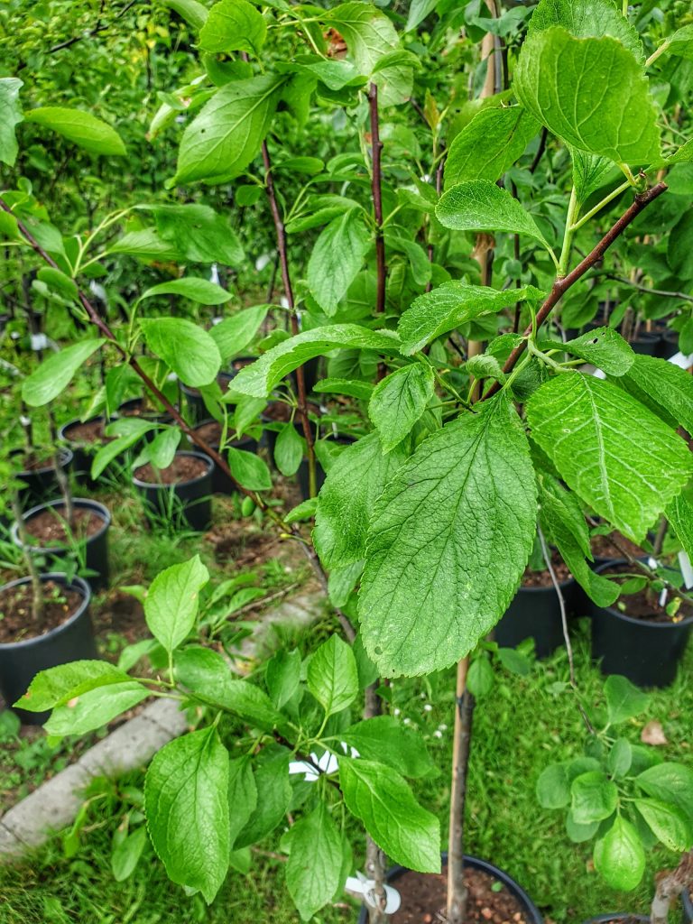 Blommetræ Familie 2 sorter Prunus Domestica Familie 2 sorter