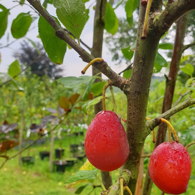 Blommetr Familie Sorter Prunus Domestica Familie Sorter