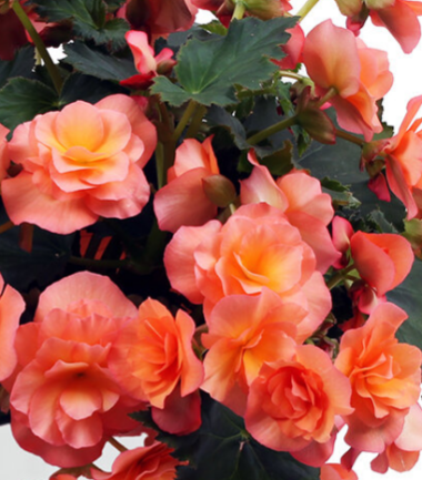 Begonia Elatior Solenia Apricot Fuchsiahaven