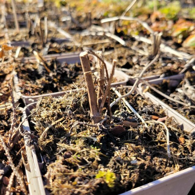 Anisisop Blue Fortune Agastache Foeniculum Blue Fortune Fuchsiahaven