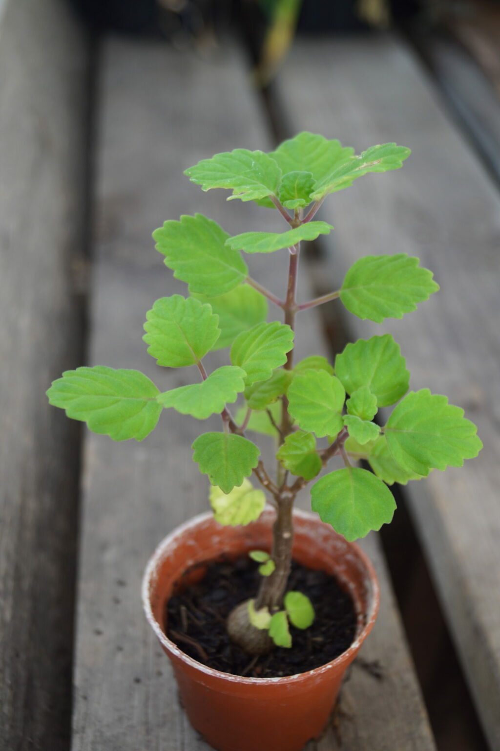 Mølplante Bonsai Mint Plectranthus Ernstii Sumo Bonsai Fuchsiahaven