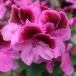 Pelargonium Grandiflorum Tony Engelsk Pelargonie Fuchsiahaven