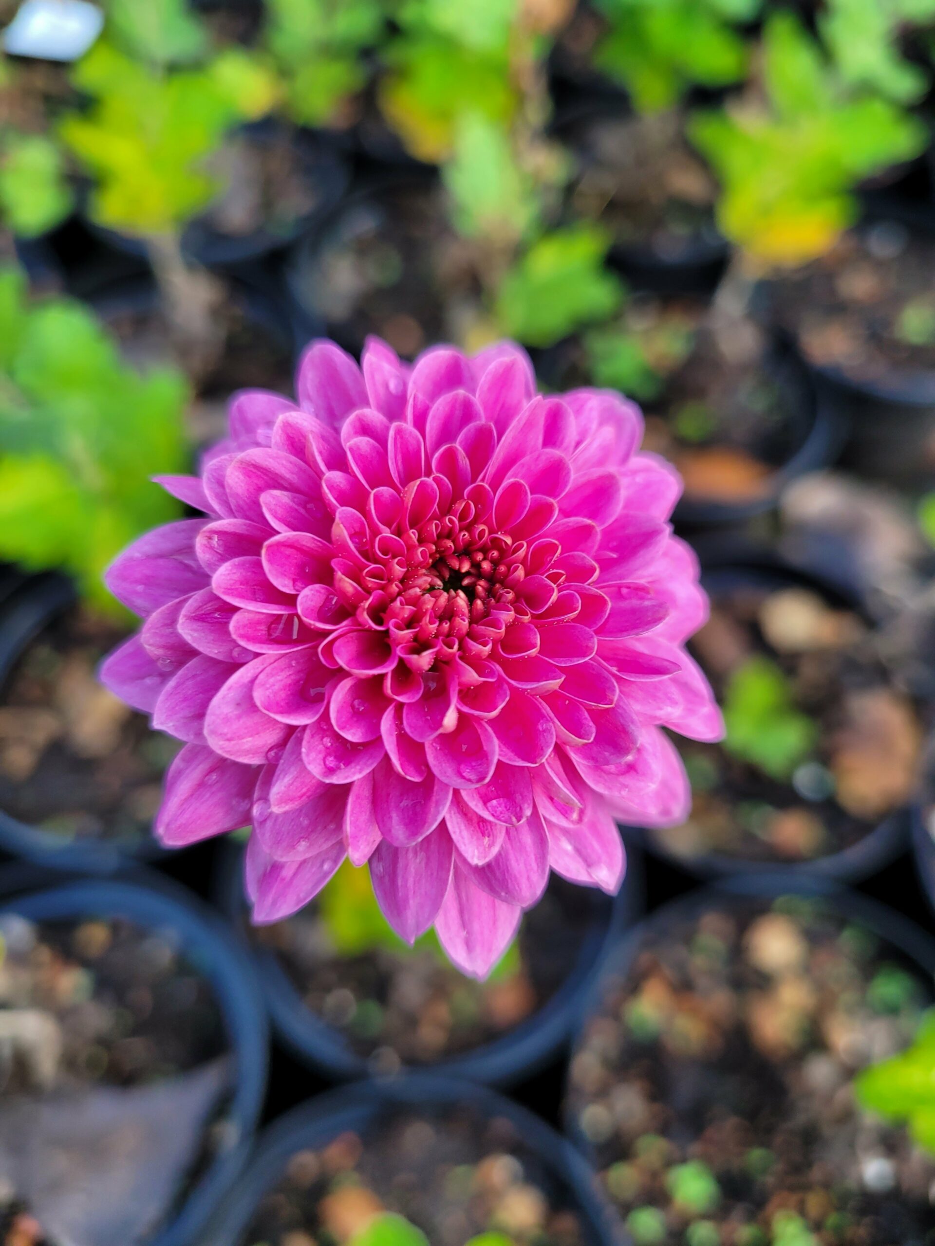 Chrysanthemum Indicum Blenda Purple