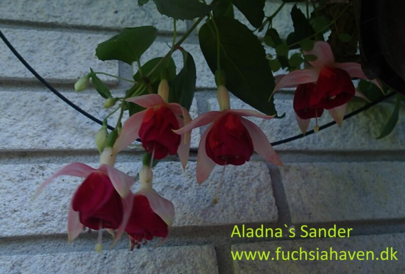 fuchsia-aladnas-sander