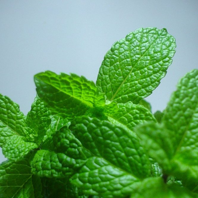 Chokolademynte (Mentha Piperita Chocolate Mint)