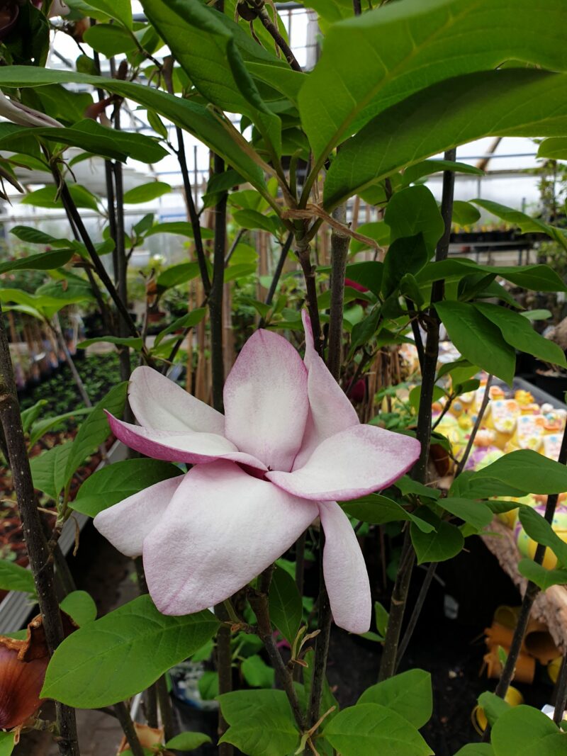magnolia-starburst