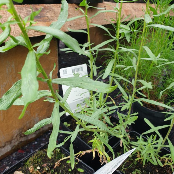Fransk Estragon (Artemisia Dracunculus)