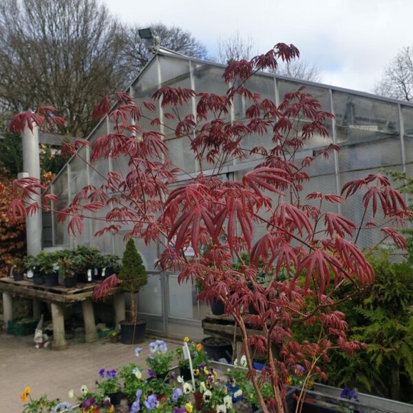 japansk-loen-acer-palmatum-trompenburg