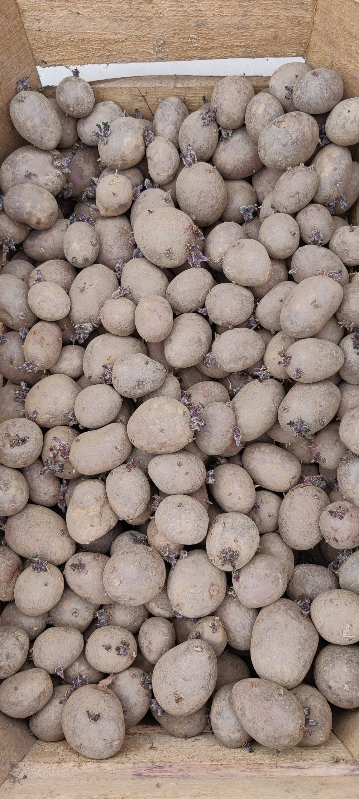 Læggekartoffel “Magda”(Økologisk)