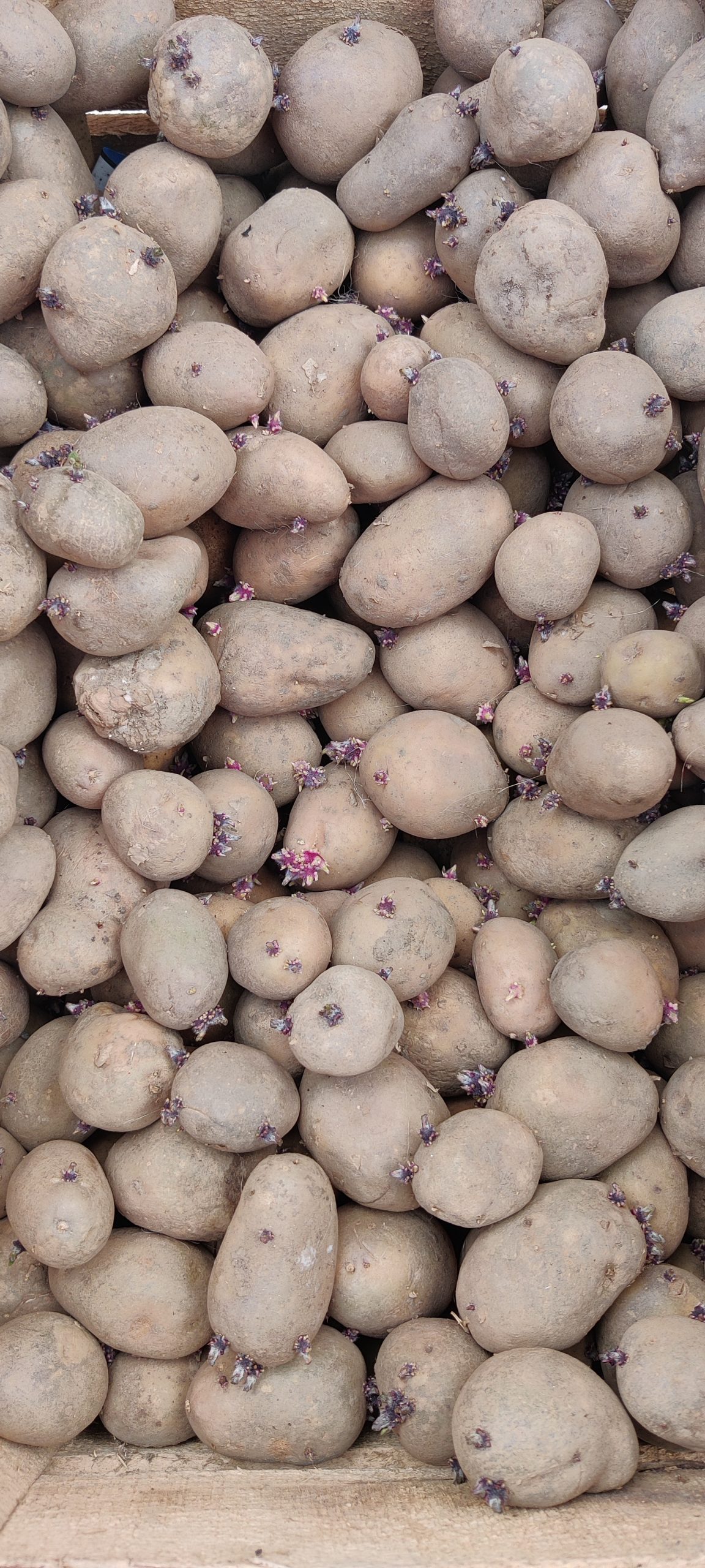 Læggekartoffel “Belinda”(Økologisk)