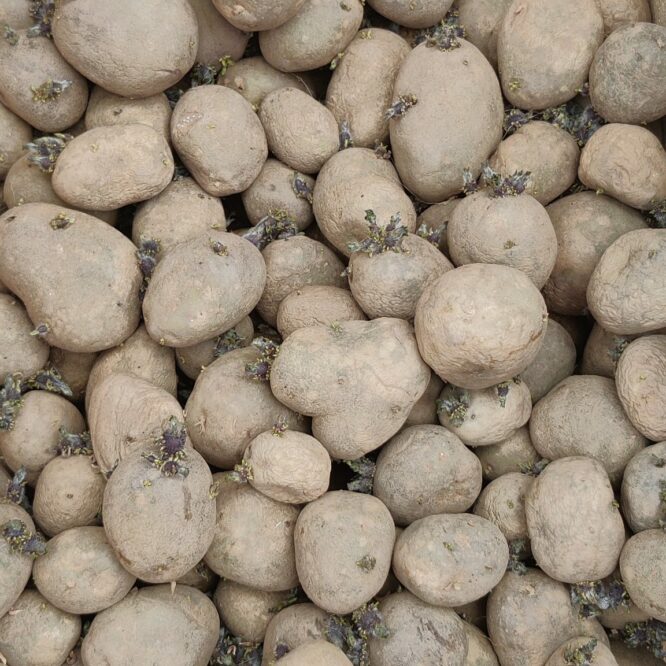 Læggekartoffel “Marabel” (økologisk)