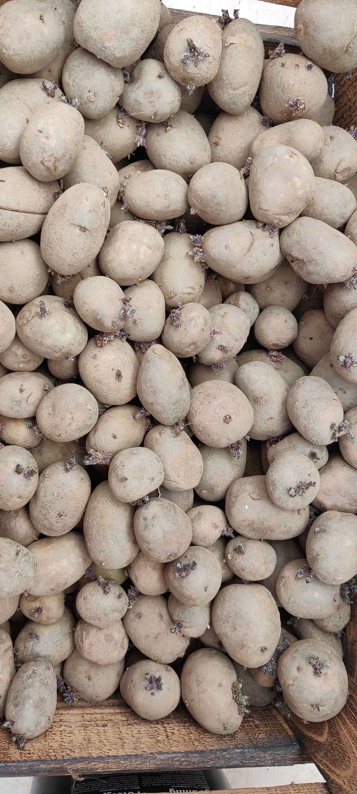 Læggekartoffel “Otolia”