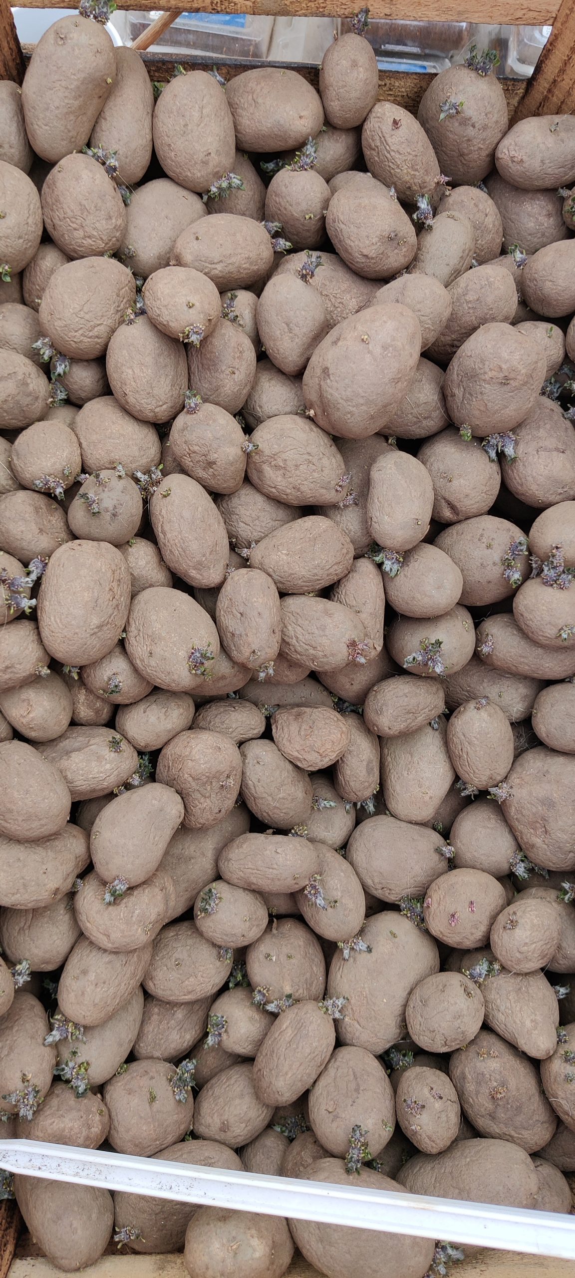 Læggekartoffel “Sava”