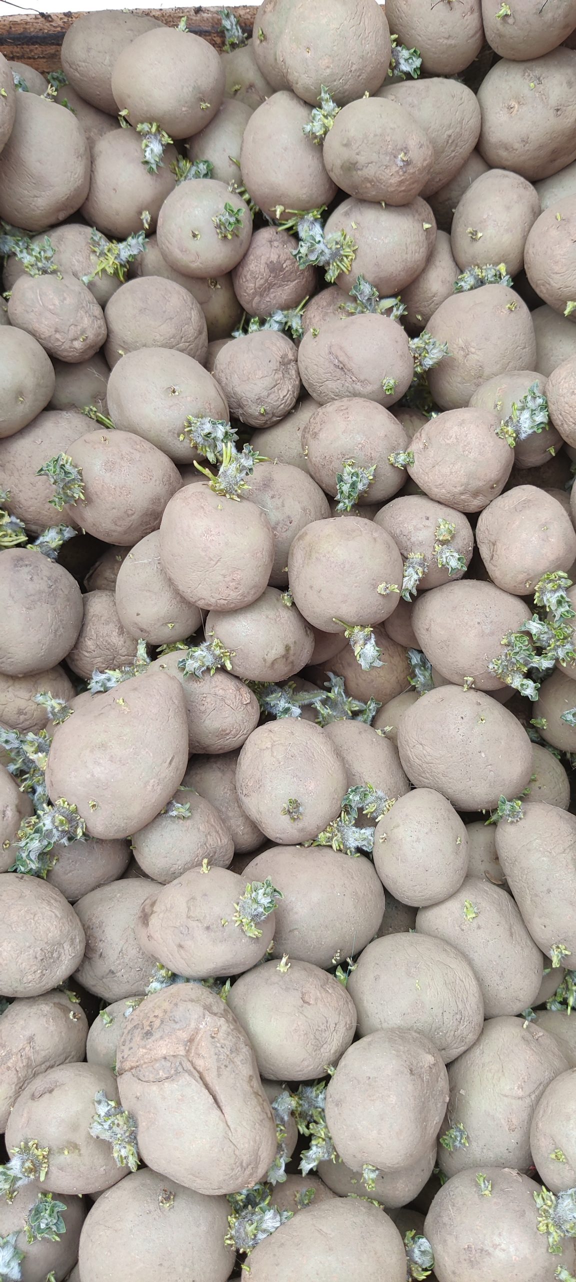 Læggekartoffel “Solist” (Økologisk)