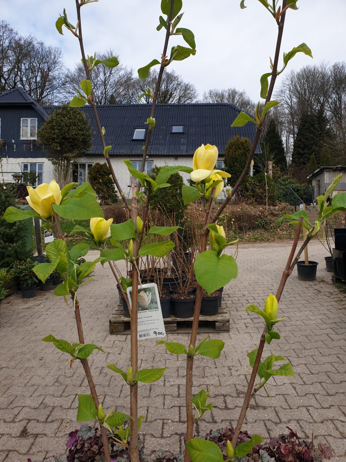 magnolie-yellow-bird-magnolia-brooklynensis-yellow-bird