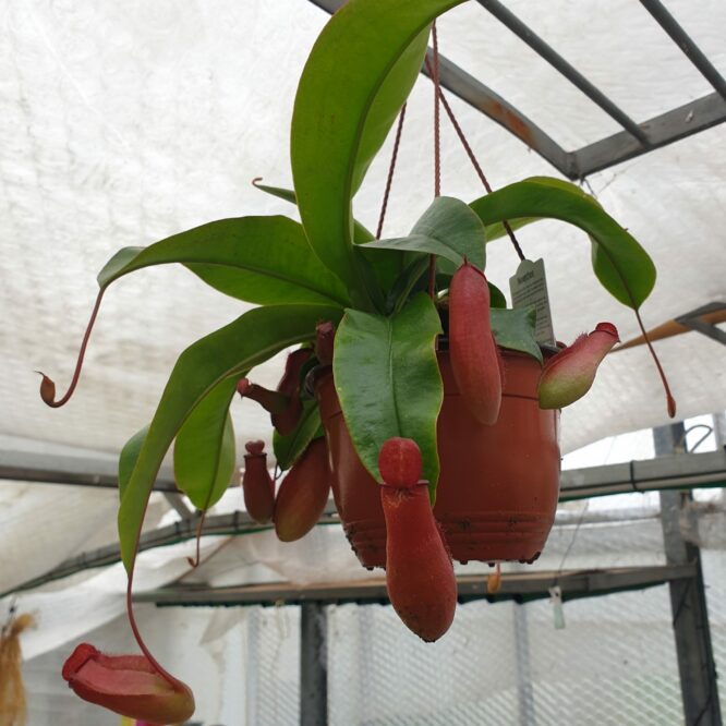 Nepenthes Blody Mary/Red Blood (Kandebærer)