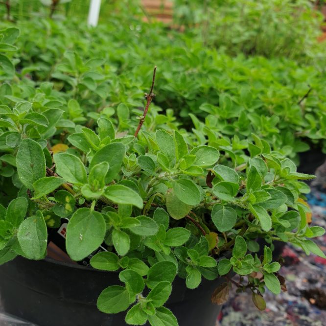 Oregano