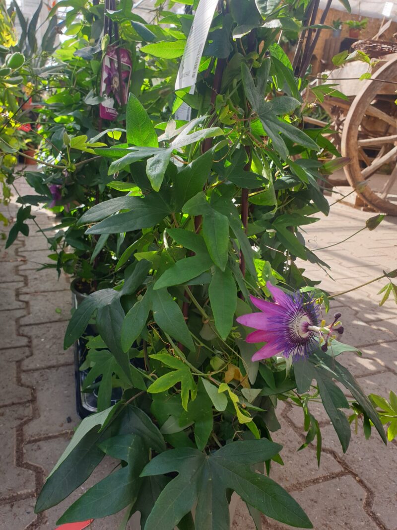 passions-blomst-amatyst-passiflora-amatyst