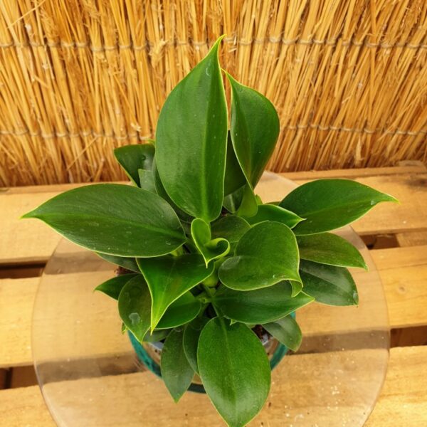 philodendron-green-princess