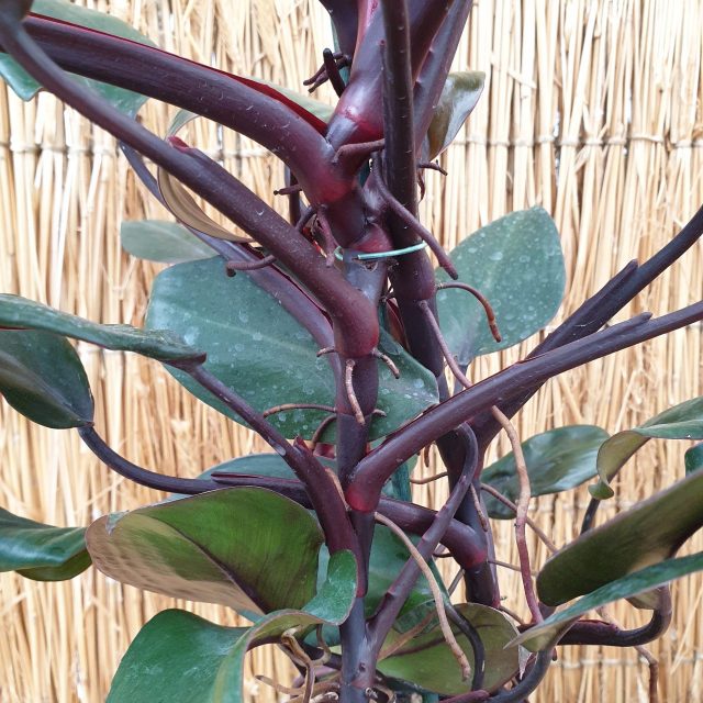 philodendron-new-red