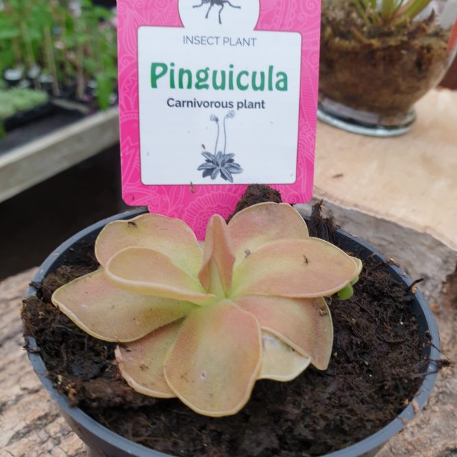 Pinguicula Weser (Vibefedt)