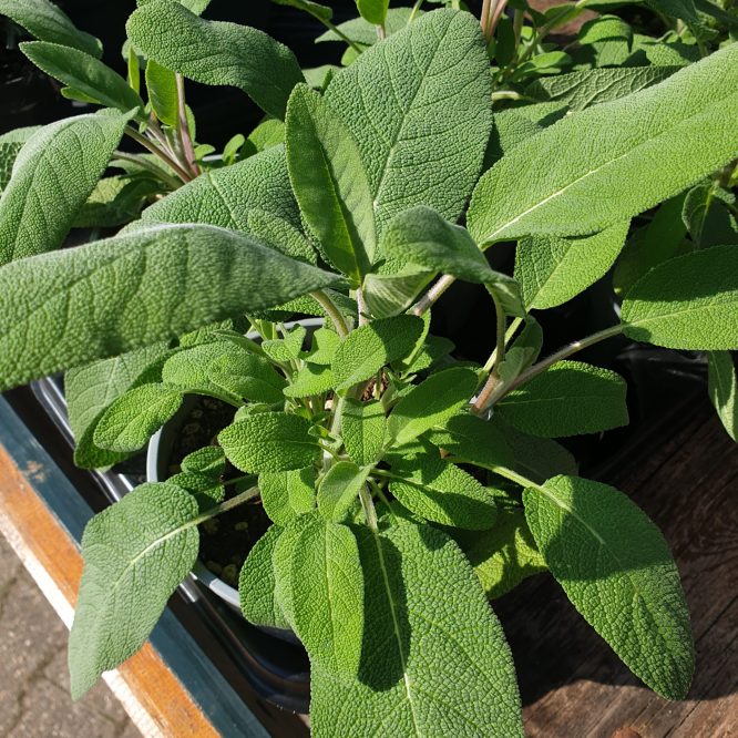 Salvie (Salvia Officinalis)