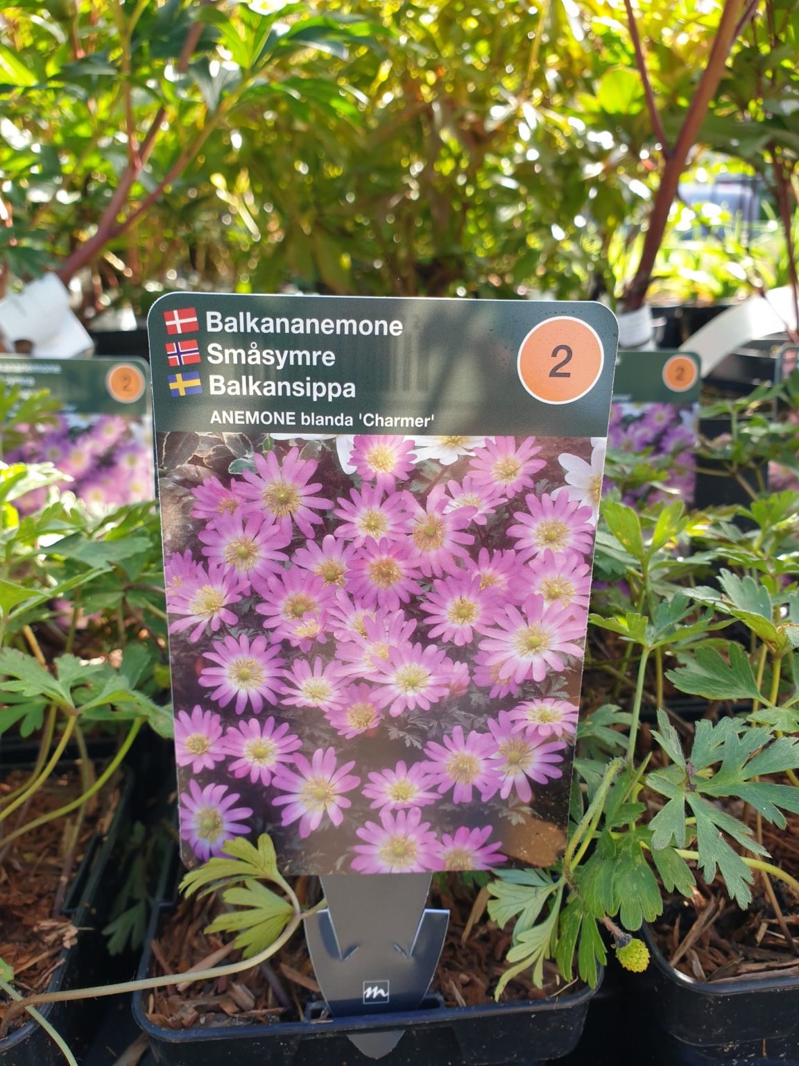 balkananemone-anemone-blanda-charmer