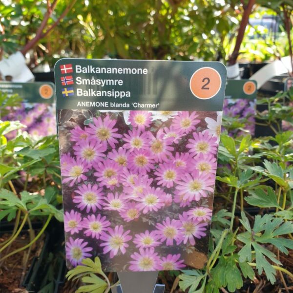 balkananemone-anemone-blanda-charmer
