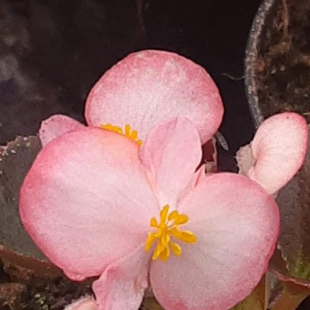begonia-x-semperflorens-marsala-f1-bicolor