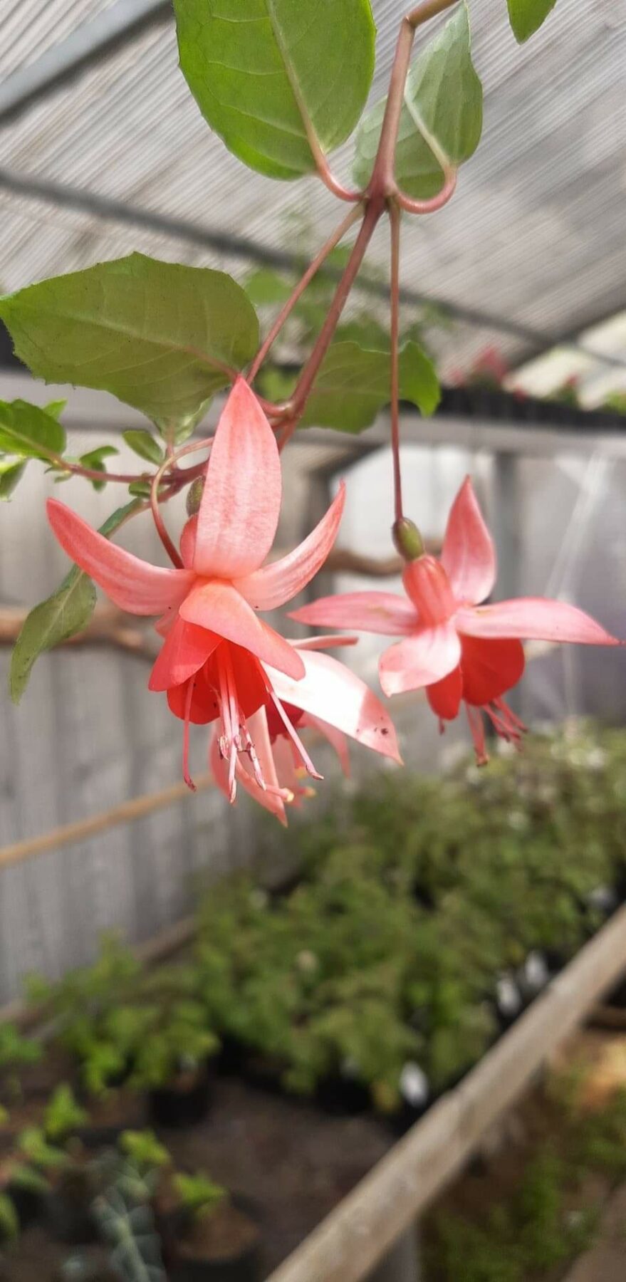 fuchsia-pink-campanella