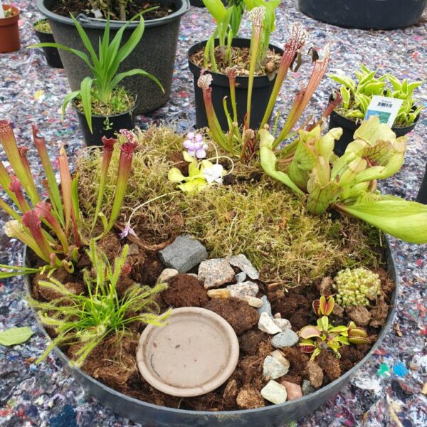 hildas-koedaedende-plante-mini-bed