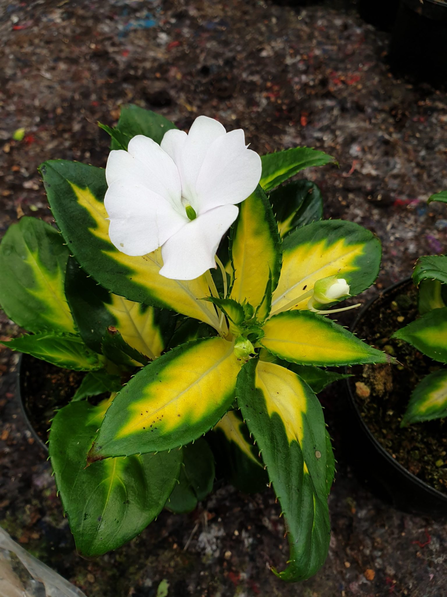 Impatiens Sunpatiens Spreading Variegated White Fuchsiahaven