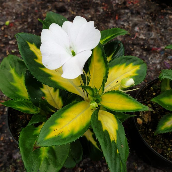 Impatiens Sunpatiens Spreading Variegated White