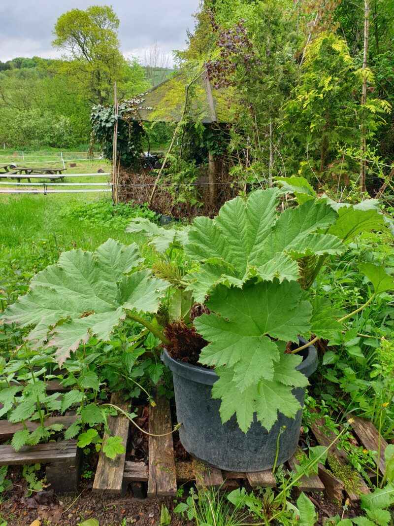 kaempe-mammutblad-gunnera-manicata
