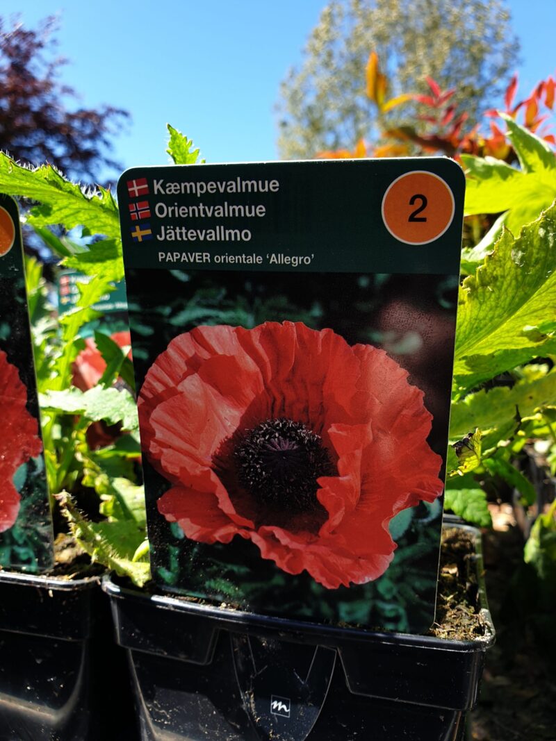 kaempevalmue-papaver-orientale-allegro