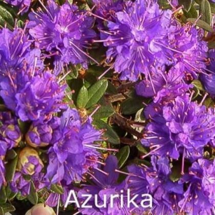dvaerg-rhododendron-azurika