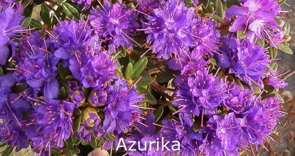 Rhododendron Azurika Dværg