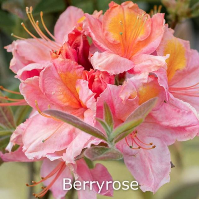 rhododendron-berryrose