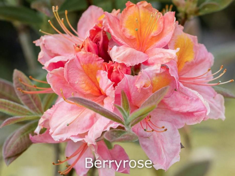 rhododendron-berryrose