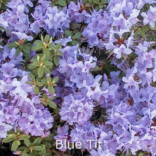 rhododendron-blue-tit