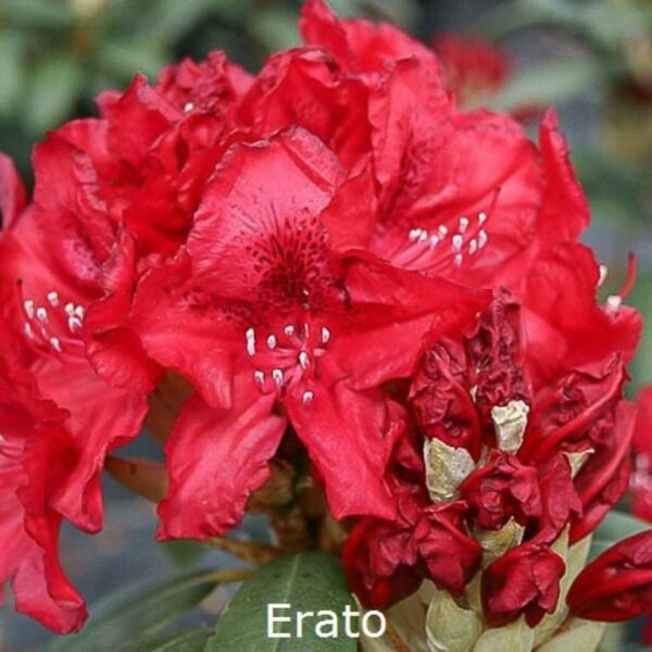 rhododendron-erato