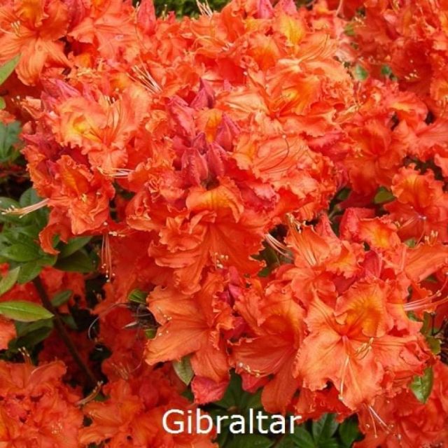rhododendron-gibraltar