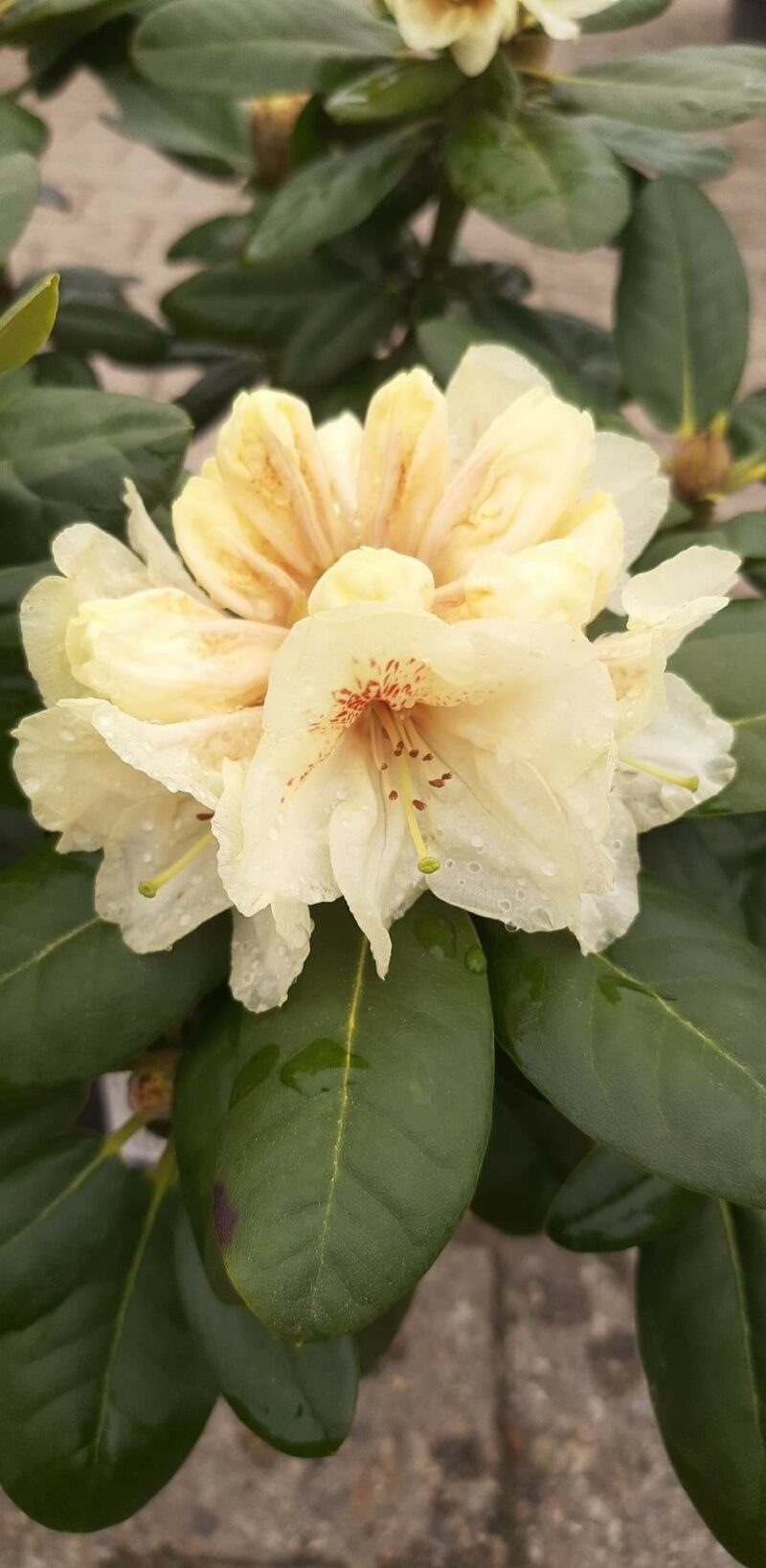 rhododendron-goldbukett-wardii-hybrid
