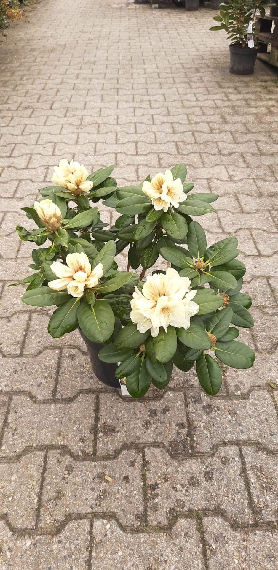 rhododendron-goldbukett-wardii-hybrid