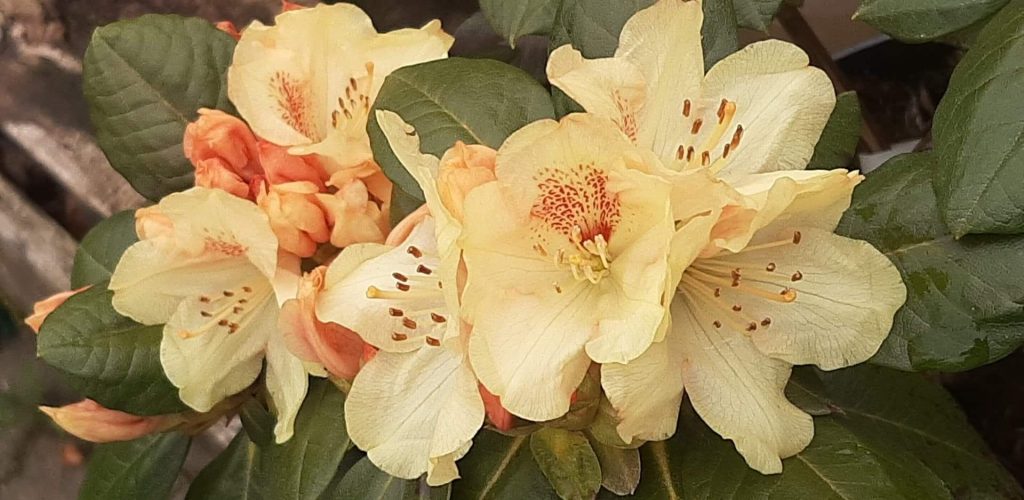 rhododendron-goldprinz