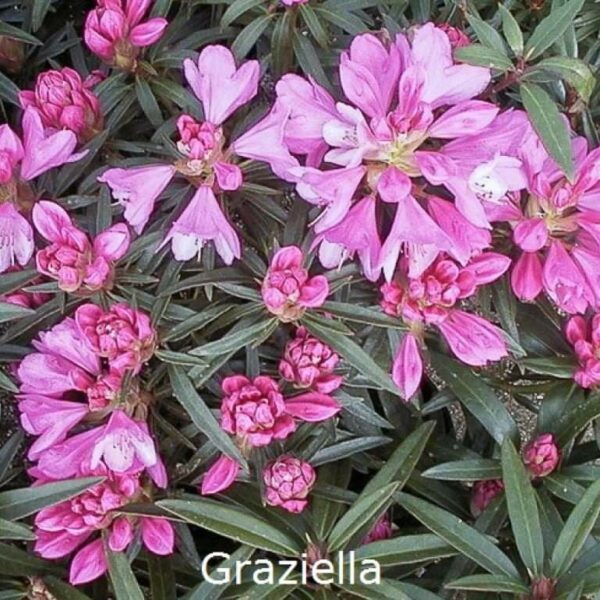 rhododendron-graziella