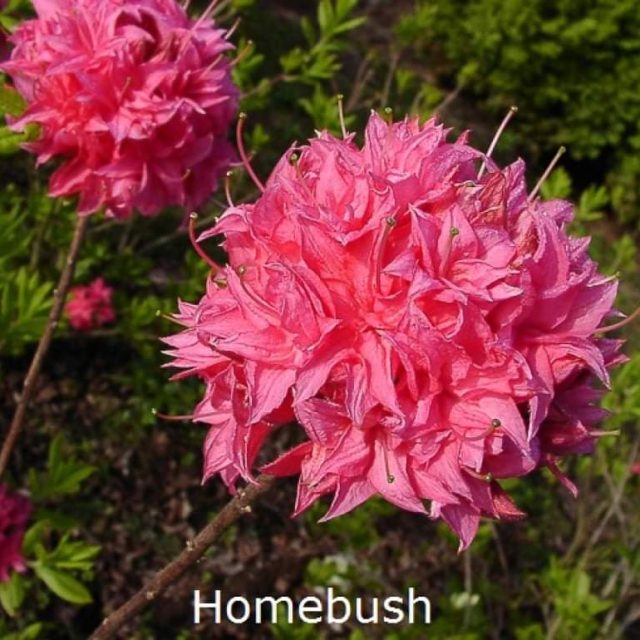 rhododendron-homebush