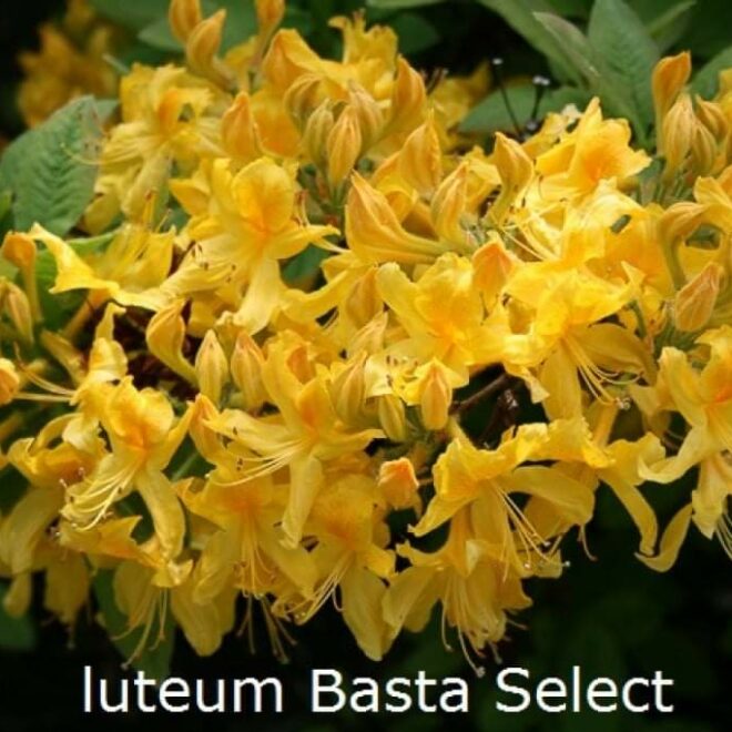rhododendron-luteum-basta-select