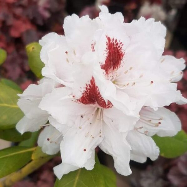 rhododendron-schneeauge
