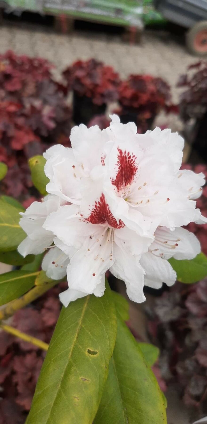 rhododendron-schneeauge